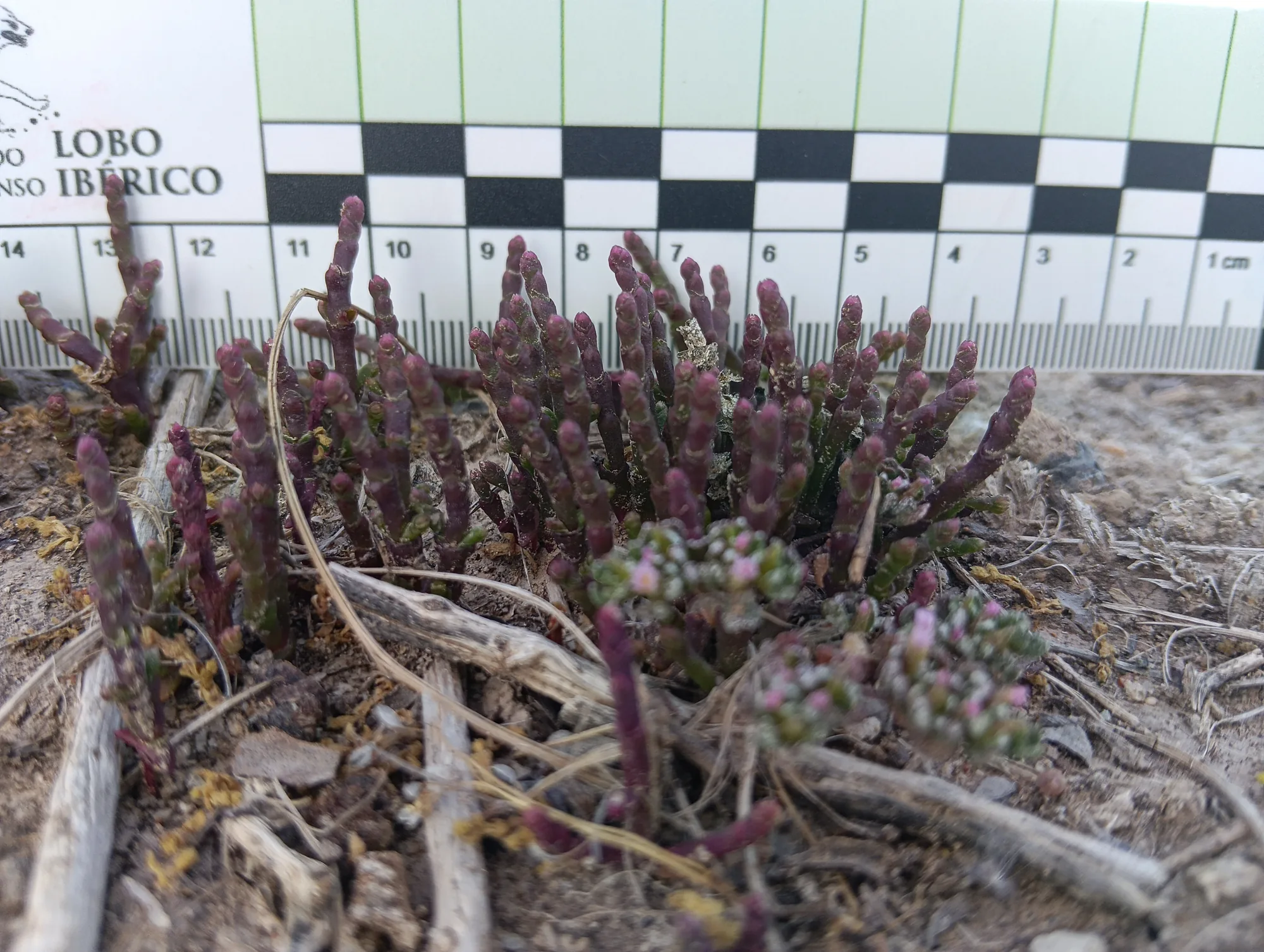 Parcela de muestreo de vegetación en el sector UBLE 3 de Abarán
