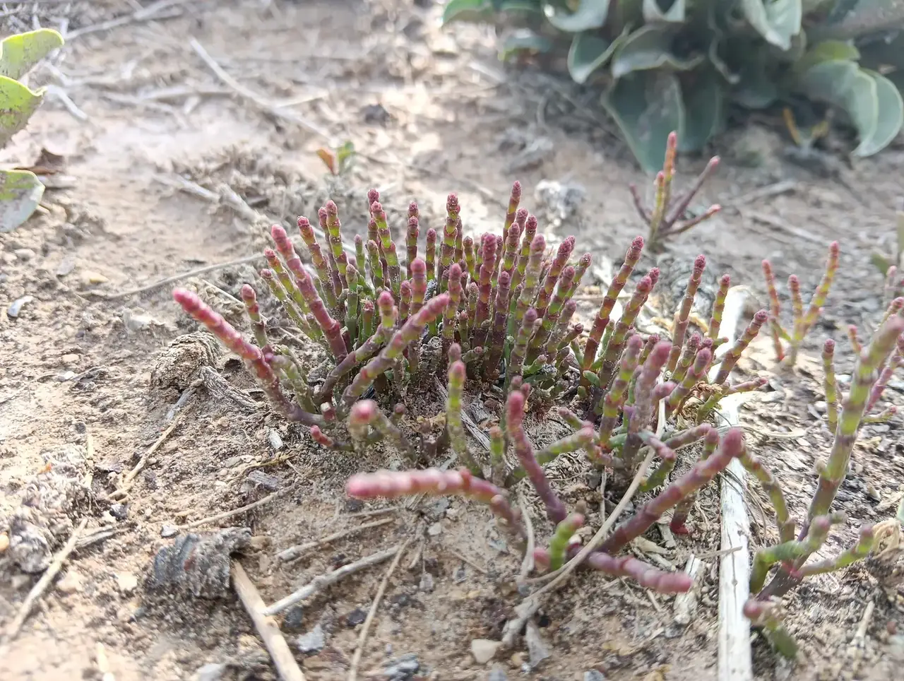 Vegetación del ámbito urbanístico estudiado. Inventario de flora y hábitats de UBLE 3 Abarán