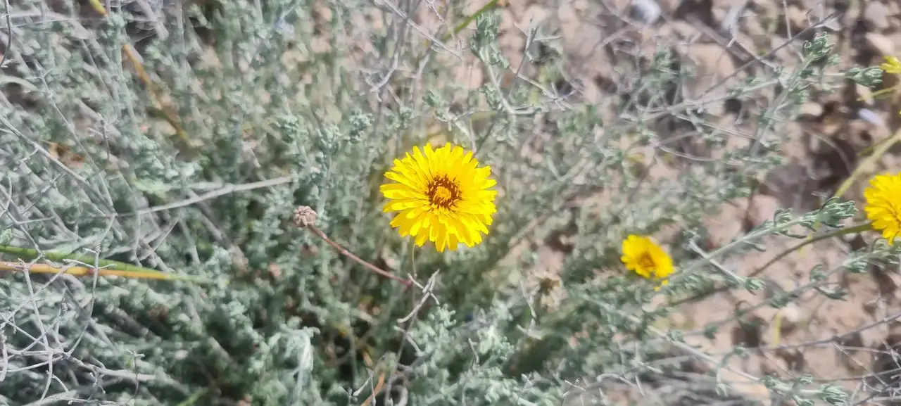 Ejemplar identificado durante el inventario. Inventario de flora y hábitats de UBLE 3 Abarán