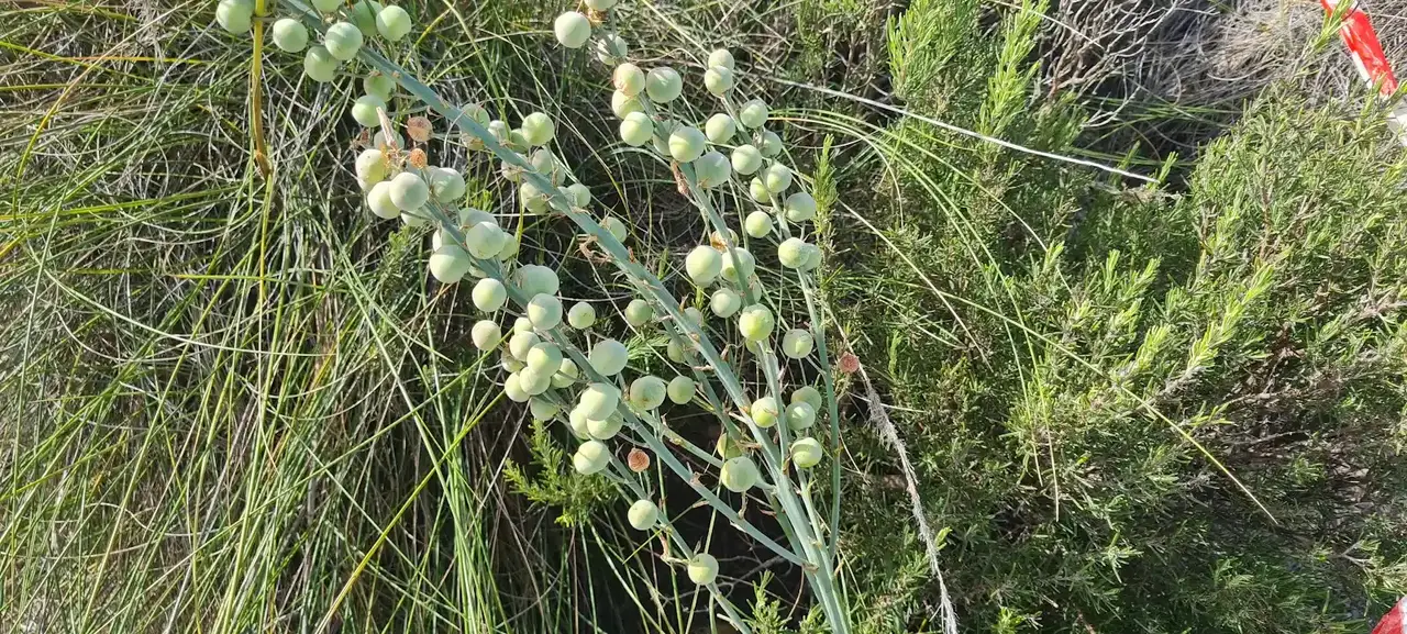 Trabajo de campo y delimitación de comunidades. Inventario de flora y hábitats de UBLE 3 Abarán