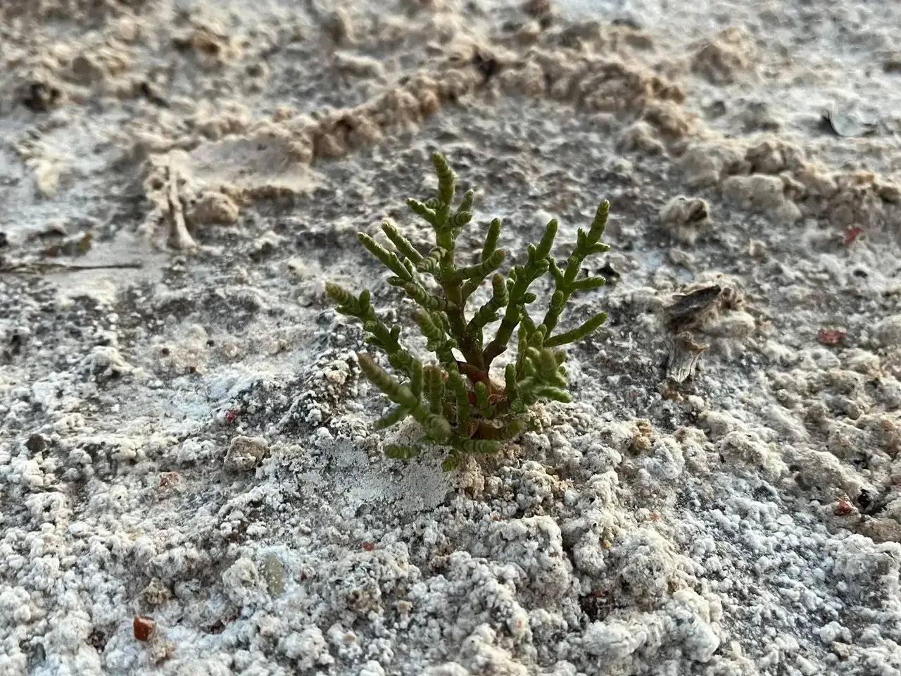Recorrido de campo para comprobar los hábitats. Inventario de flora y hábitats de UBLE 3 Abarán