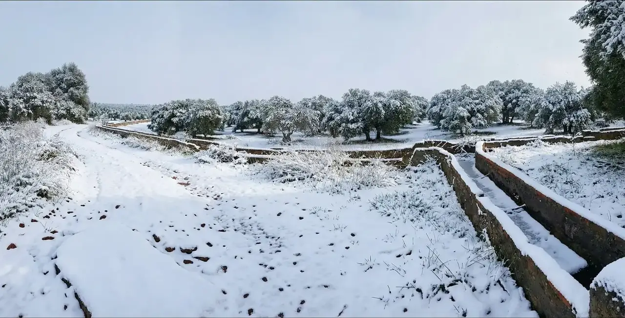 Tratamiento paisajístico propuesto para el perímetro. Planta solar MSP20 La Masada