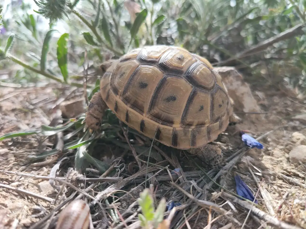 Seguimiento de tortuga mora en el entorno de actuación. Seguimiento ambiental de la explotación El Tranco