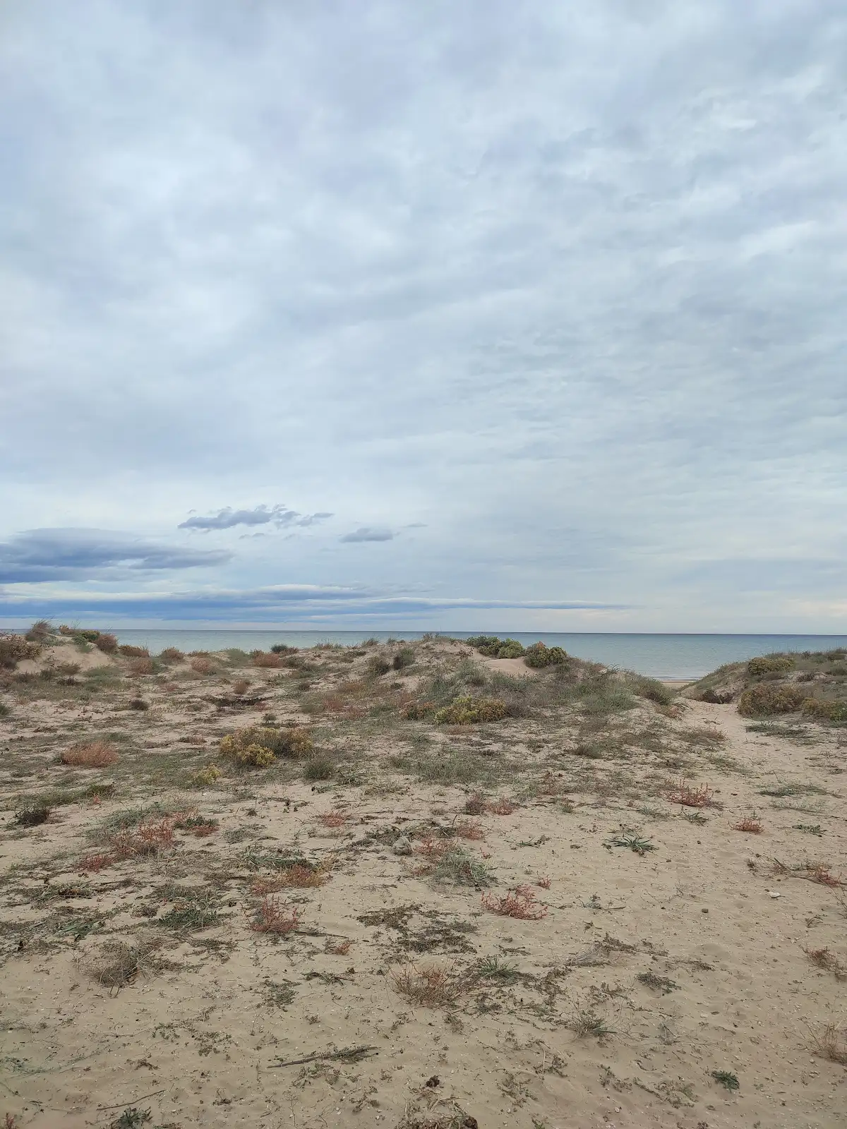 Sistema dunar de las playas de Oliva incluido en el estudio bionómico