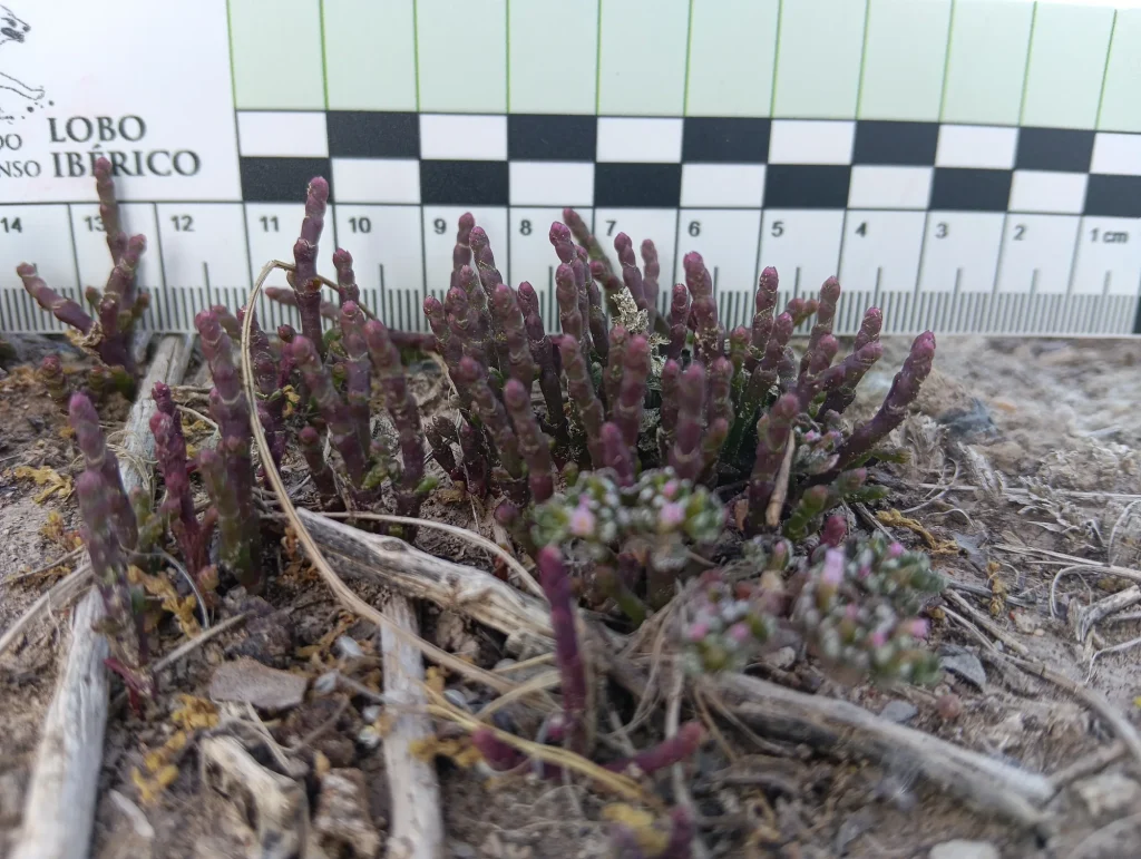 Parcela de muestreo de vegetación en el sector UBLE 3 de Abarán